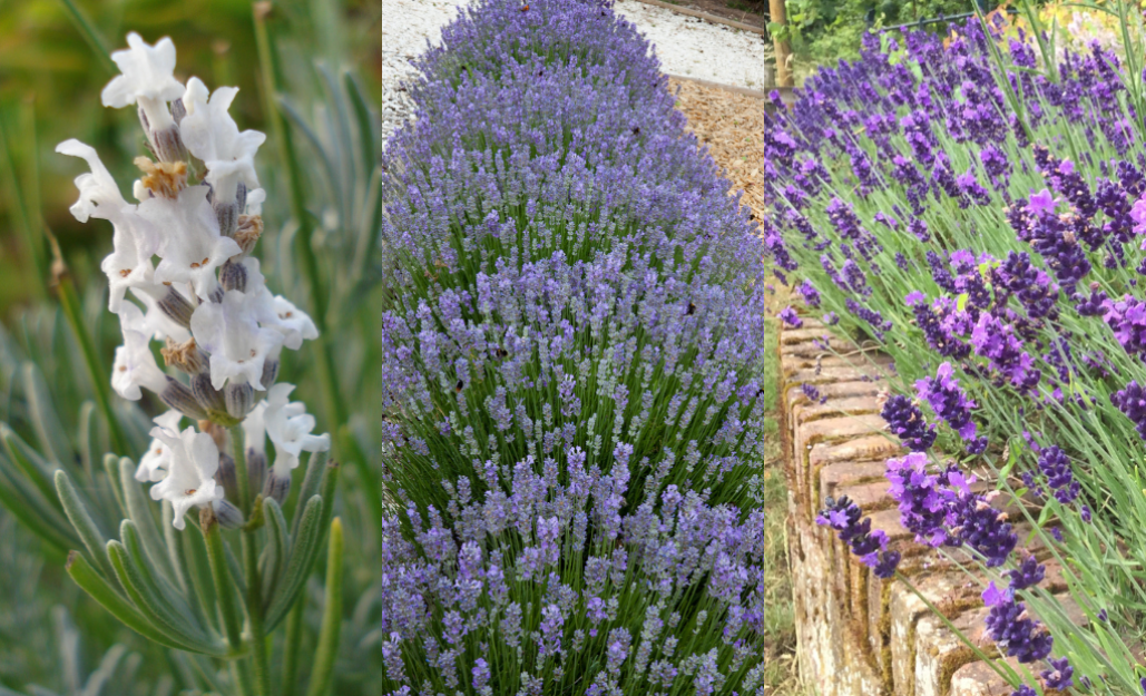 Lavandes / Leaderplant